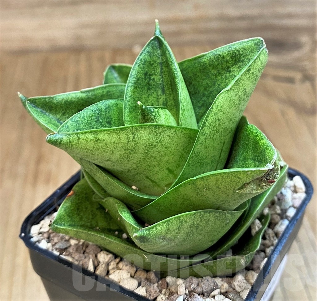 SH19667 Sansevieria ‘Mini Condo'