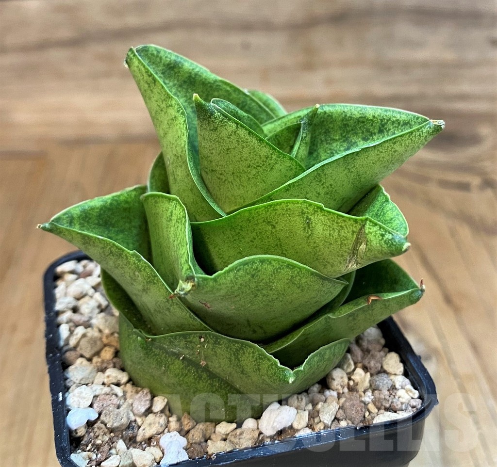 SH19667 Sansevieria ‘Mini Condo' - Image 2