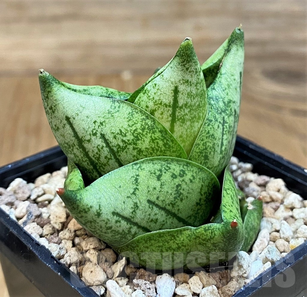 SH19668 Sansevieria 'Tamu Tami'