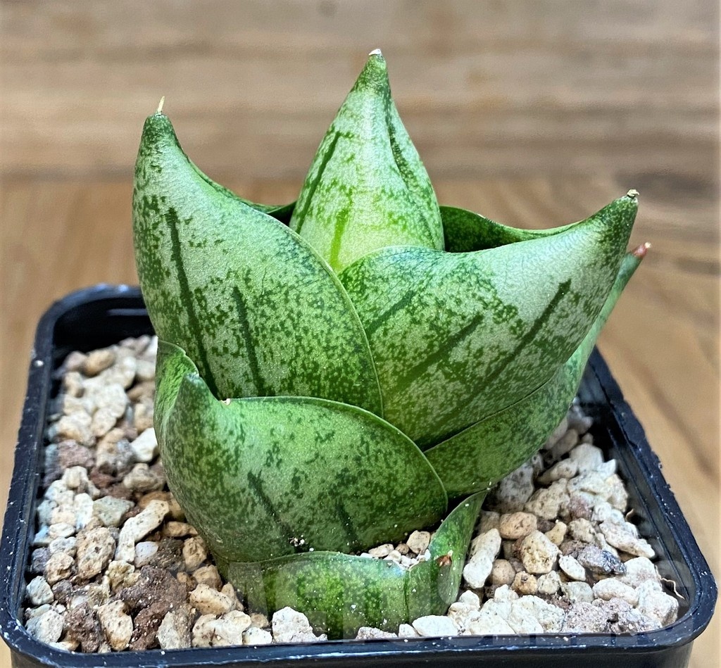 SH19668 Sansevieria 'Tamu Tami' - immagine 2