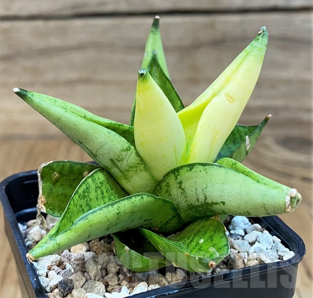 SH19671 Sansevieria ‘Mini Gold’