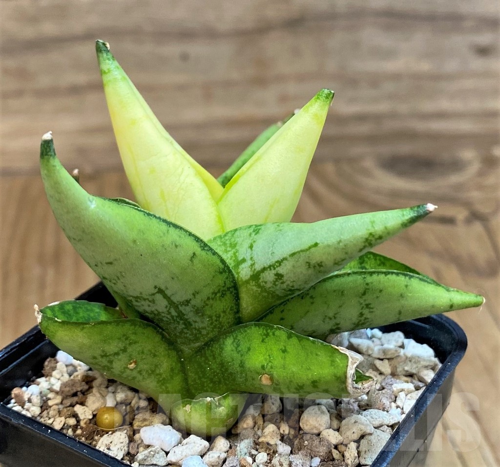 SH19671 Sansevieria ‘Mini Gold’ - Image 2