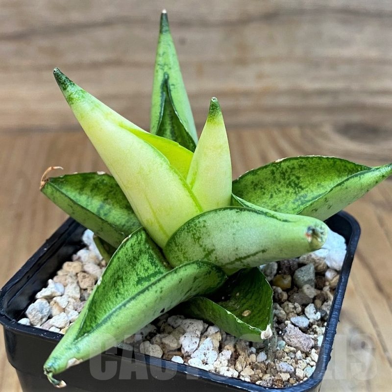 SH19672 Sansevieria ‘Mini Gold’