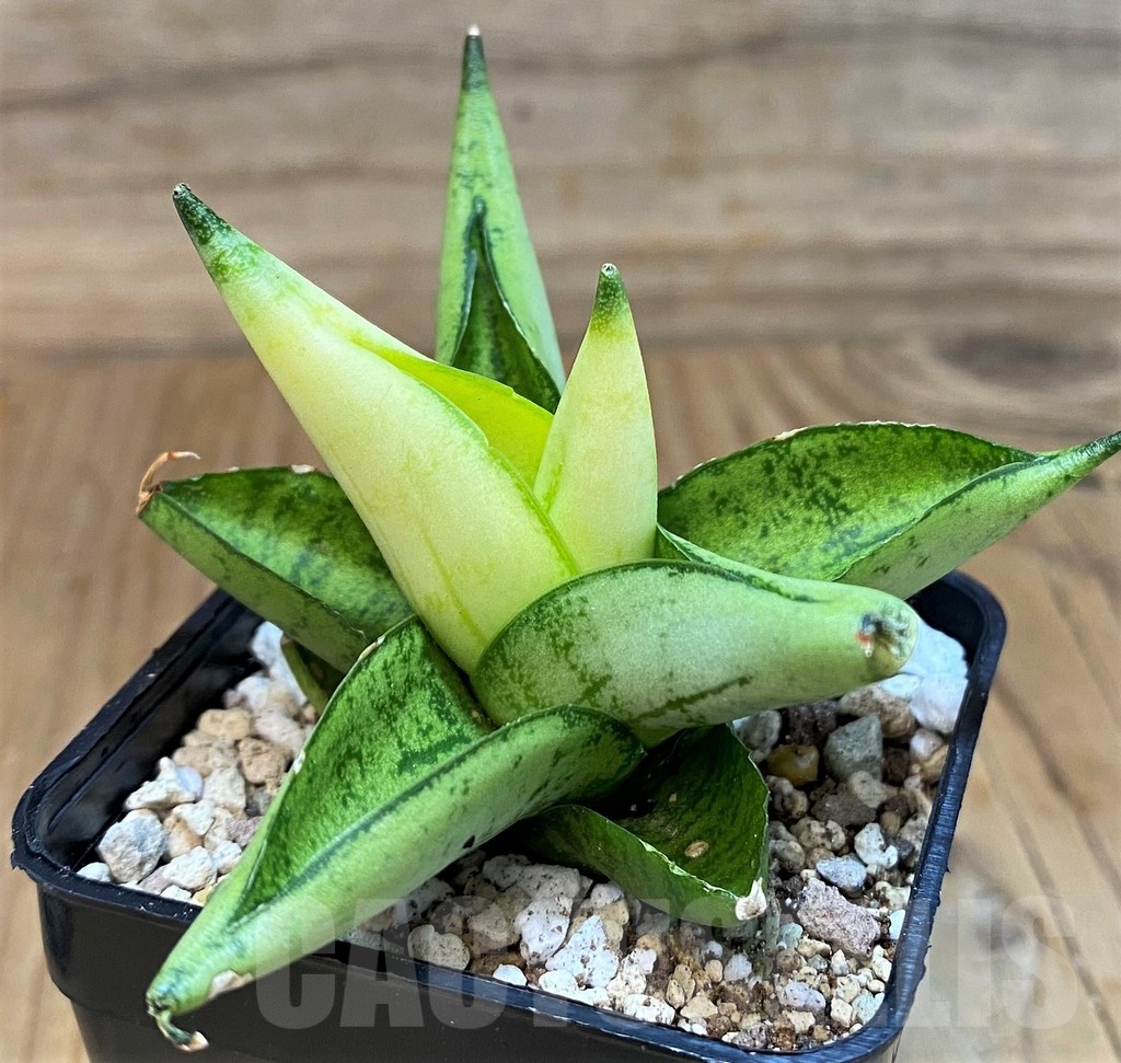 SH19672 Sansevieria ‘Mini Gold’