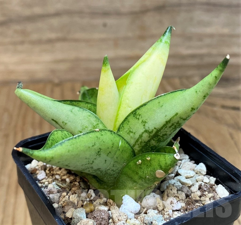 SH19672 Sansevieria ‘Mini Gold’ - Image 2