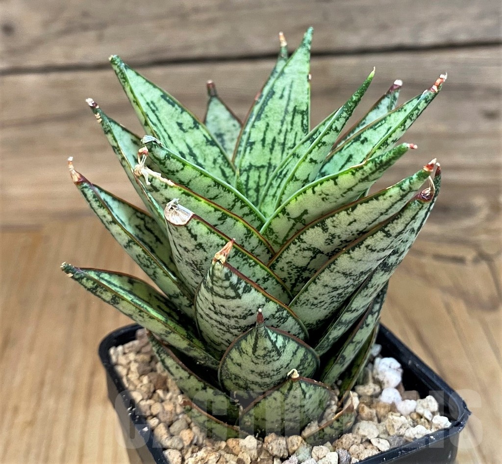 SH19674 Sansevieria 'Ice Thorn' - immagine 3