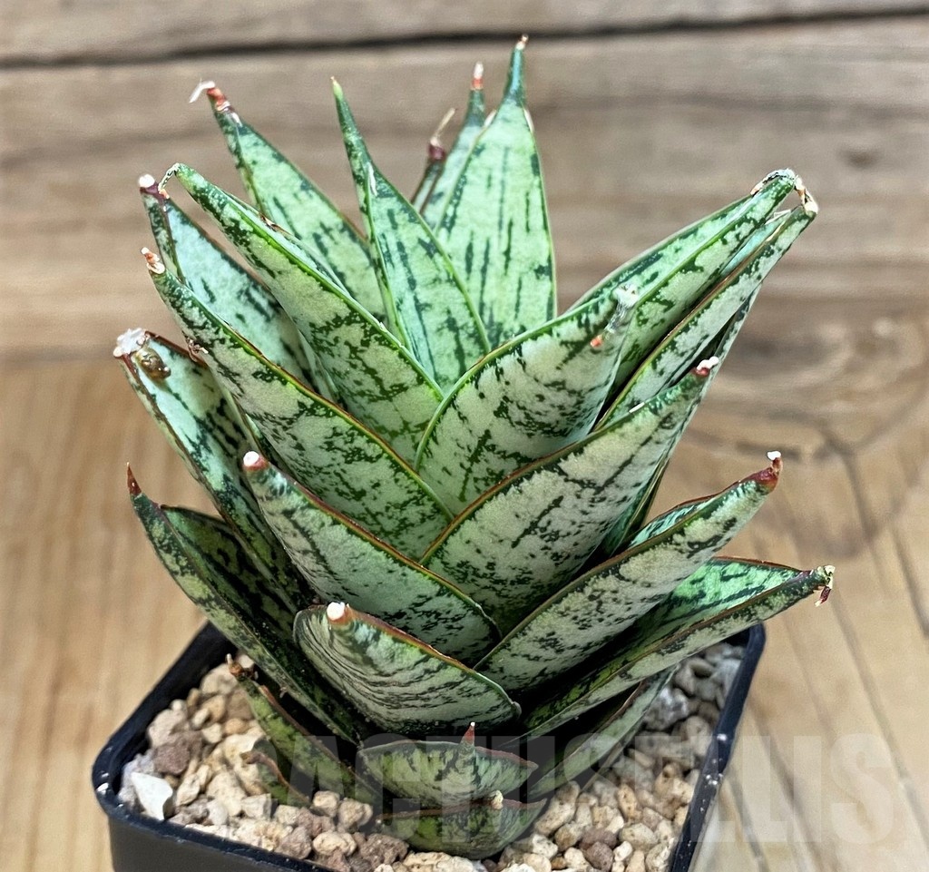 SH19674 Sansevieria 'Ice Thorn' - immagine 2