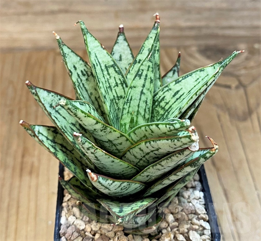 SH19674 Sansevieria 'Ice Thorn'