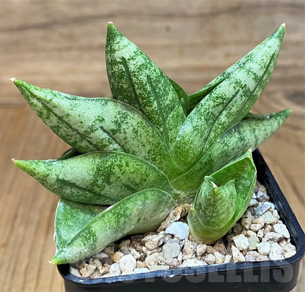 SH19675 Sansevieria 'Vienna'