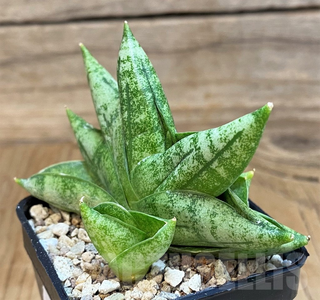 SH19675 Sansevieria 'Vienna' - immagine 3