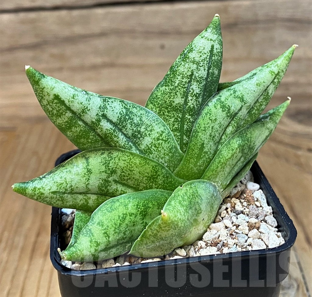 SH19675 Sansevieria 'Vienna' - immagine 2