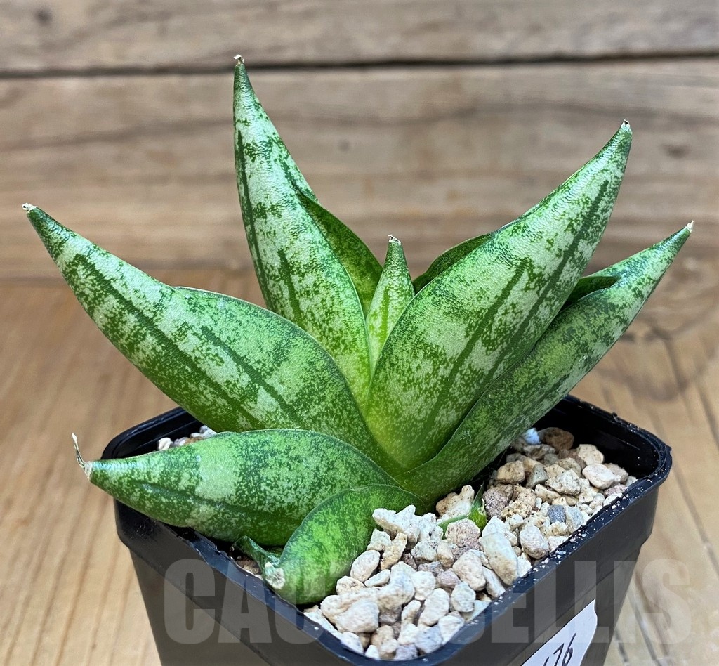 SH19676 Sansevieria 'Vienna'