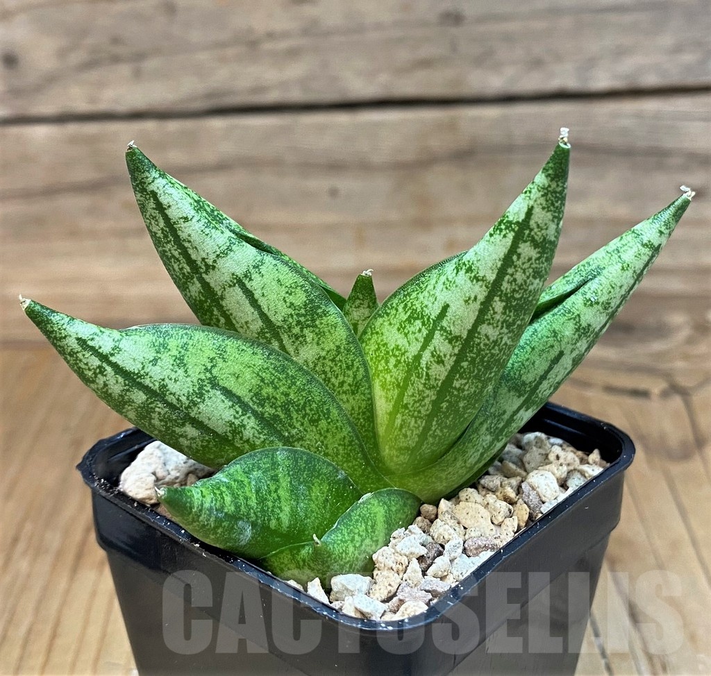 SH19676 Sansevieria 'Vienna' - immagine 2