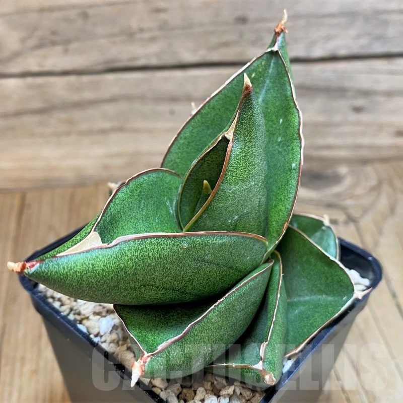 SH19621 Sansevieria 'Noah Ark'