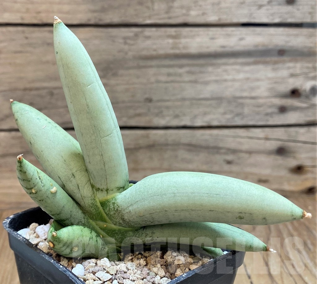 SH19624 Sansevieria 'Boncel Platinum'