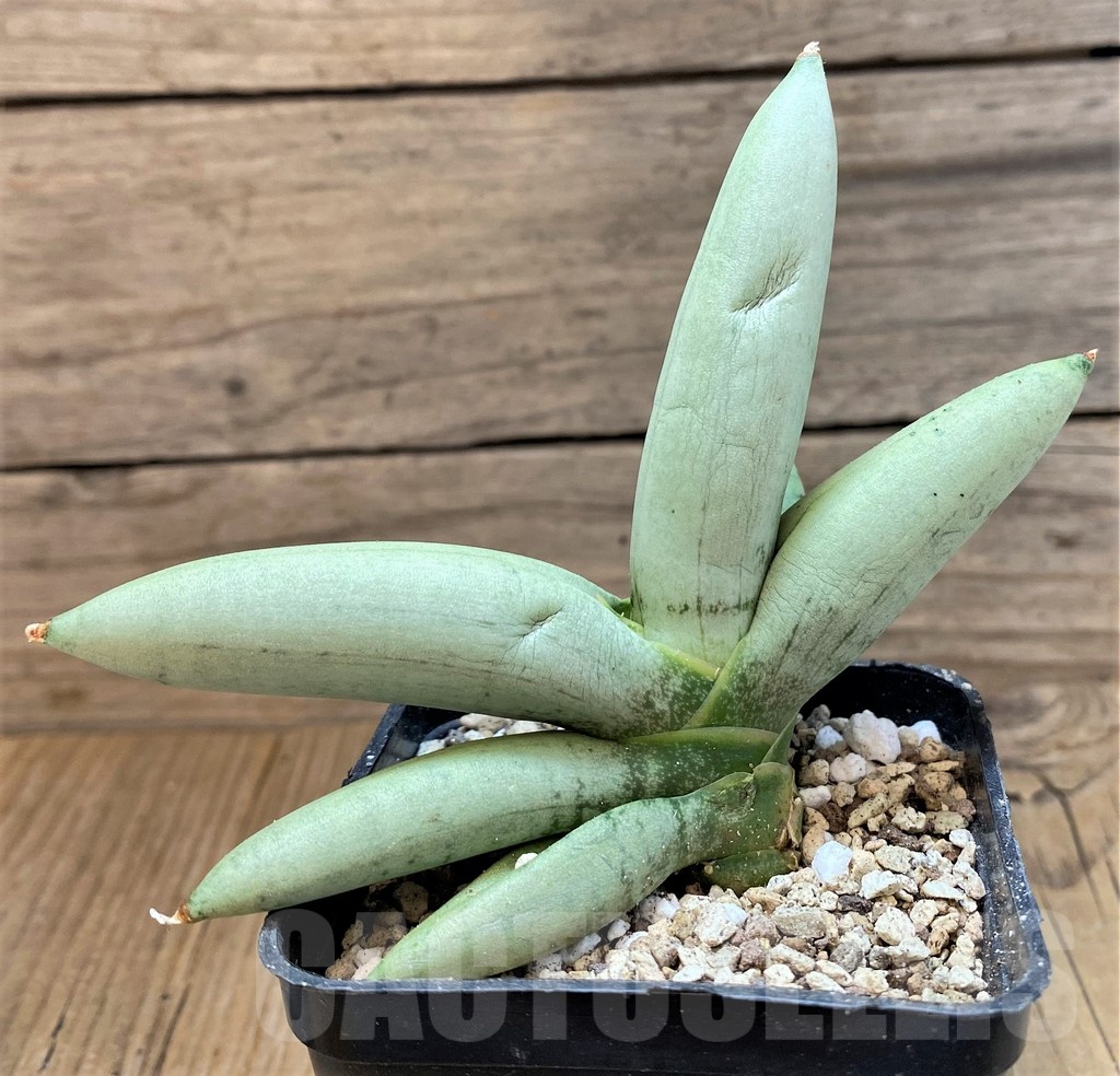 SH19624 Sansevieria 'Boncel Platinum' - Image 2