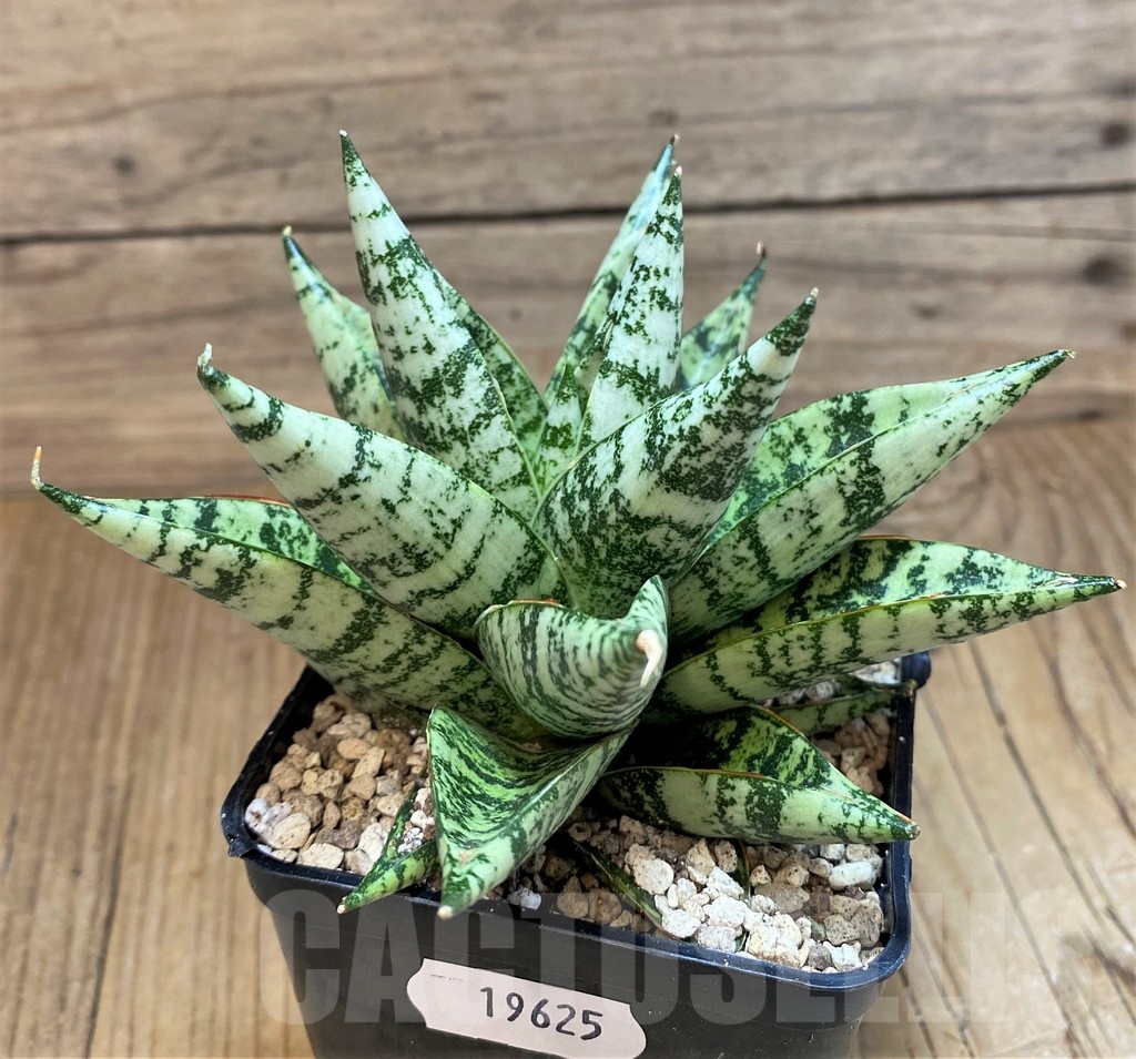 SH19625 Sansevieria 'Zebra' - immagine 3