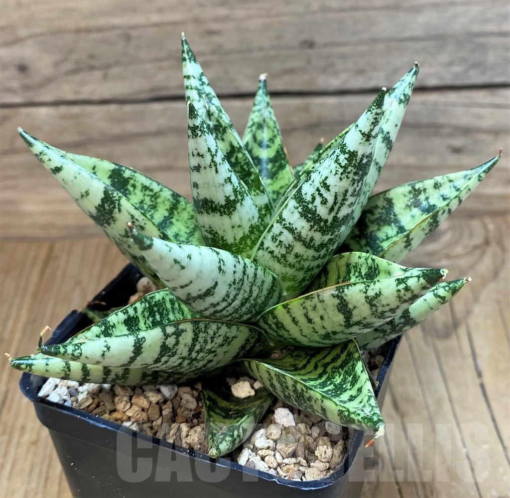 SH19625 Sansevieria 'Zebra' - immagine 2