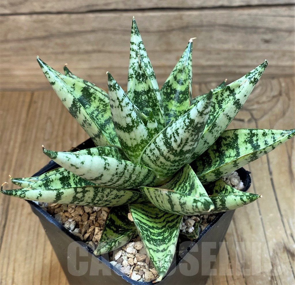 SH19625 Sansevieria 'Zebra'
