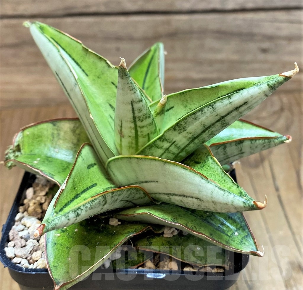 SH19626 Sansevieria 'Magaritta' - Imagen 2