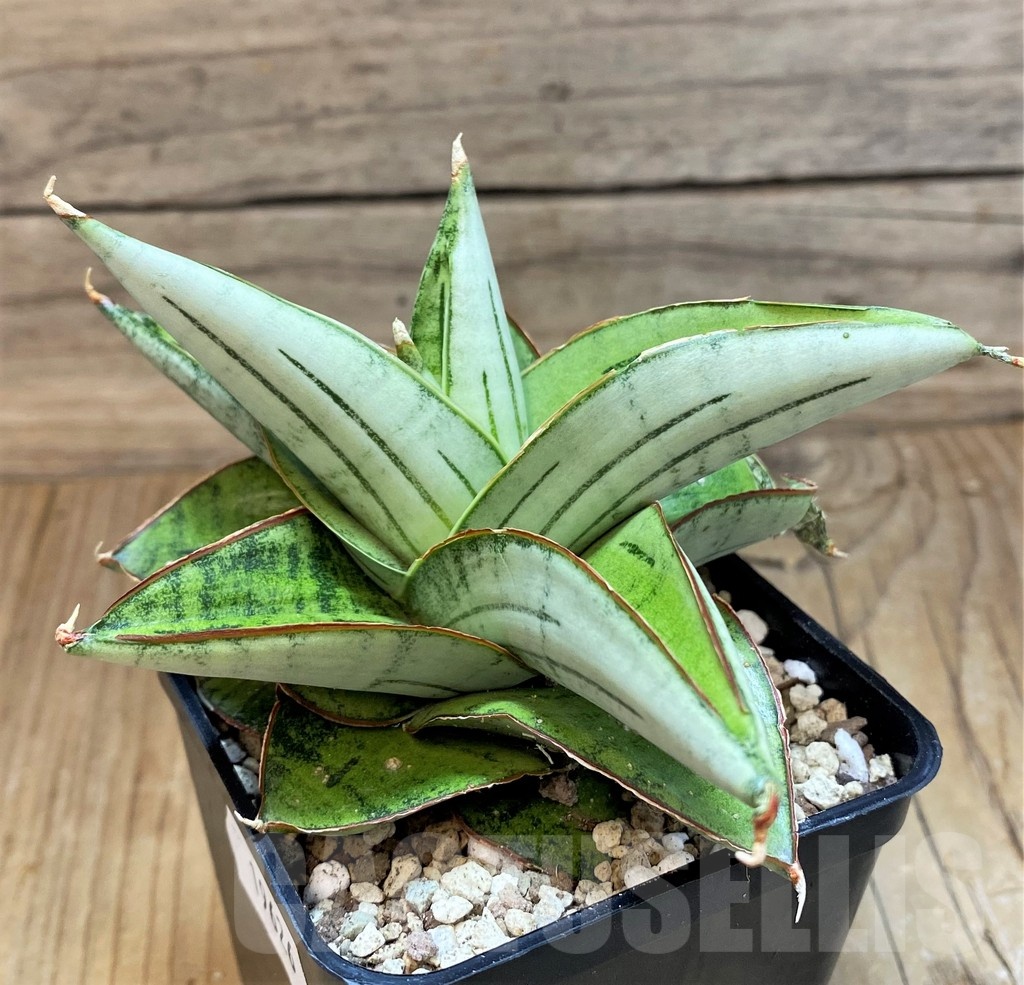 SH19626 Sansevieria 'Magaritta'