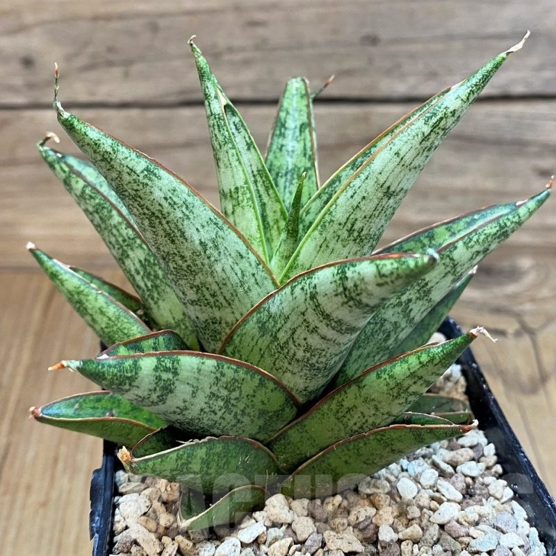 SH19627 Sansevieria 'Rockman'