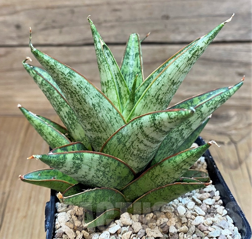SH19627 Sansevieria 'Rockman'