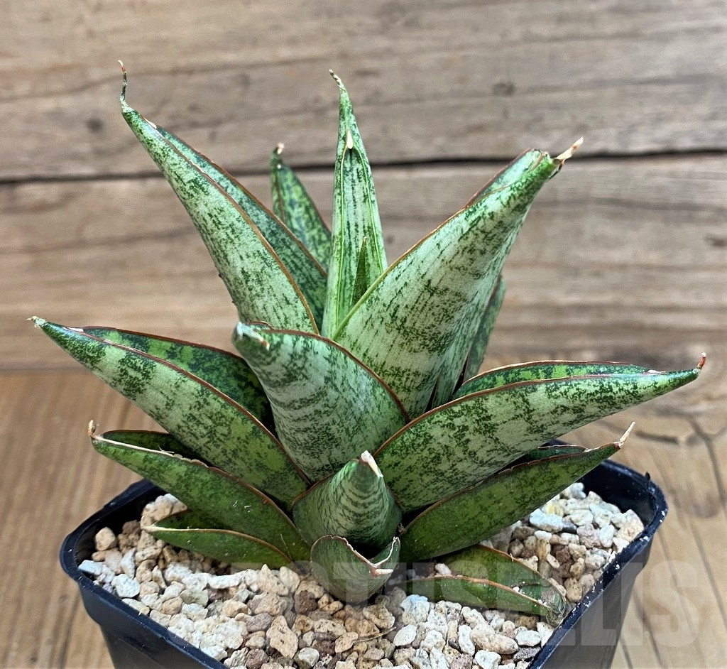 SH19627 Sansevieria 'Rockman' - 画像 (2)