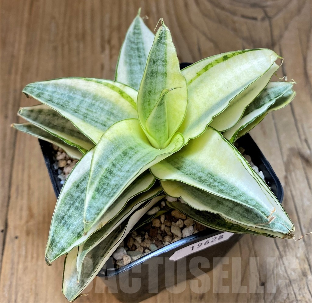 SH19628 Sansevieria 'Gabreilla' - 画像 (3)