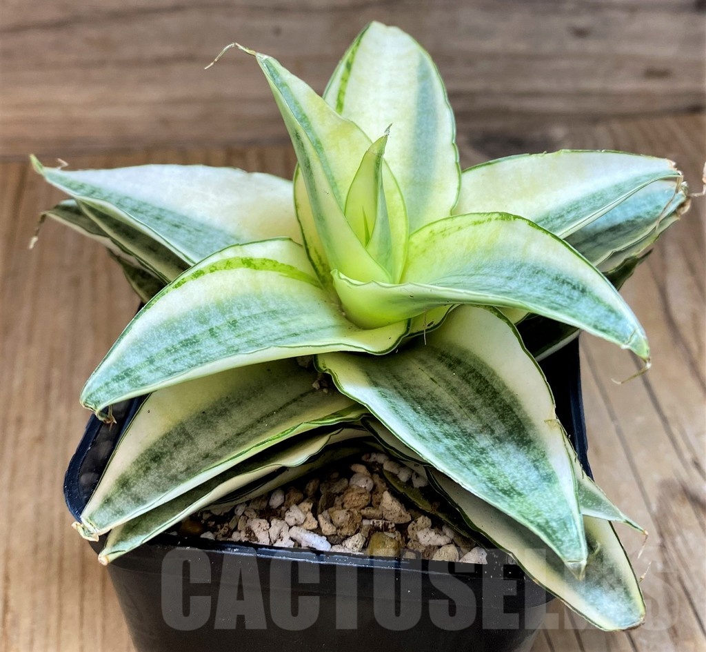 SH19628 Sansevieria 'Gabreilla' - 画像 (2)