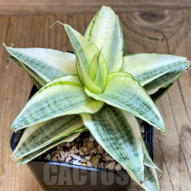 SH19628 Sansevieria 'Gabreilla'
