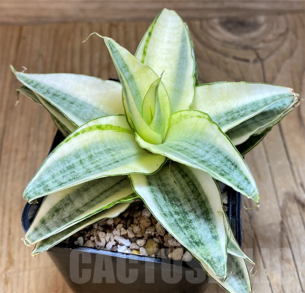 SH19628 Sansevieria 'Gabreilla'