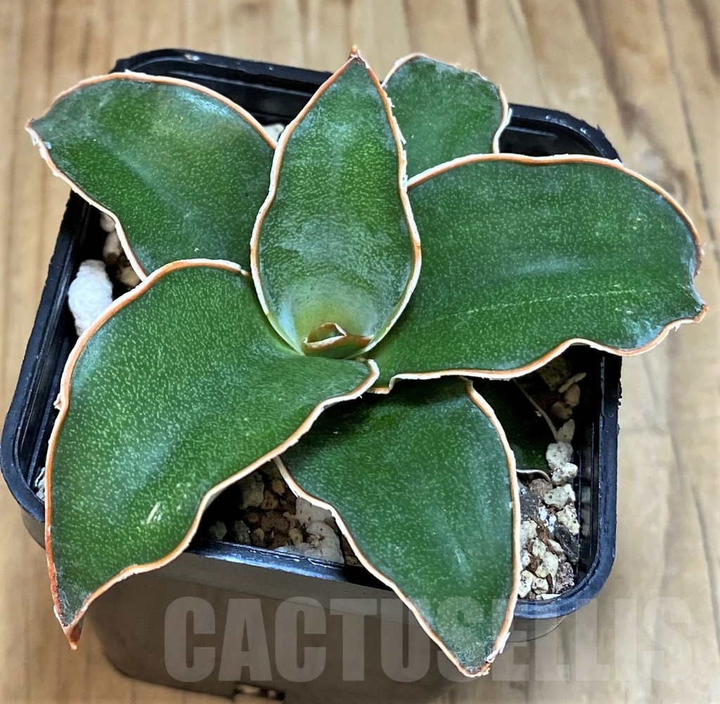 SH19630 Sansevieria 'Blue Kew' - Image 2