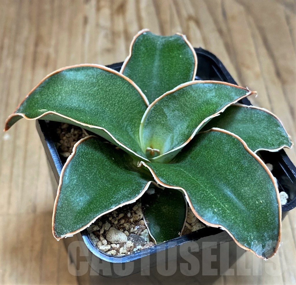 SH19630 Sansevieria 'Blue Kew'