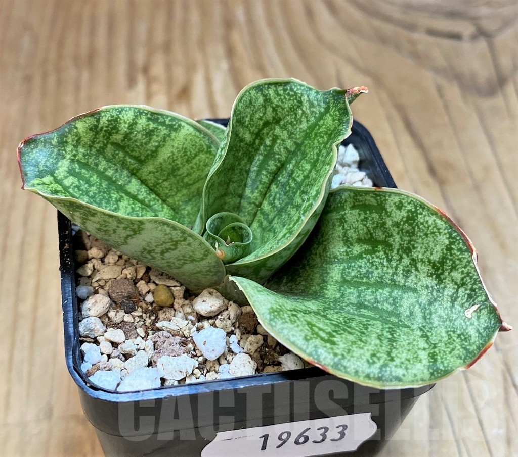 SH19633 Sansevieria 'Lion Heart' - Image 3