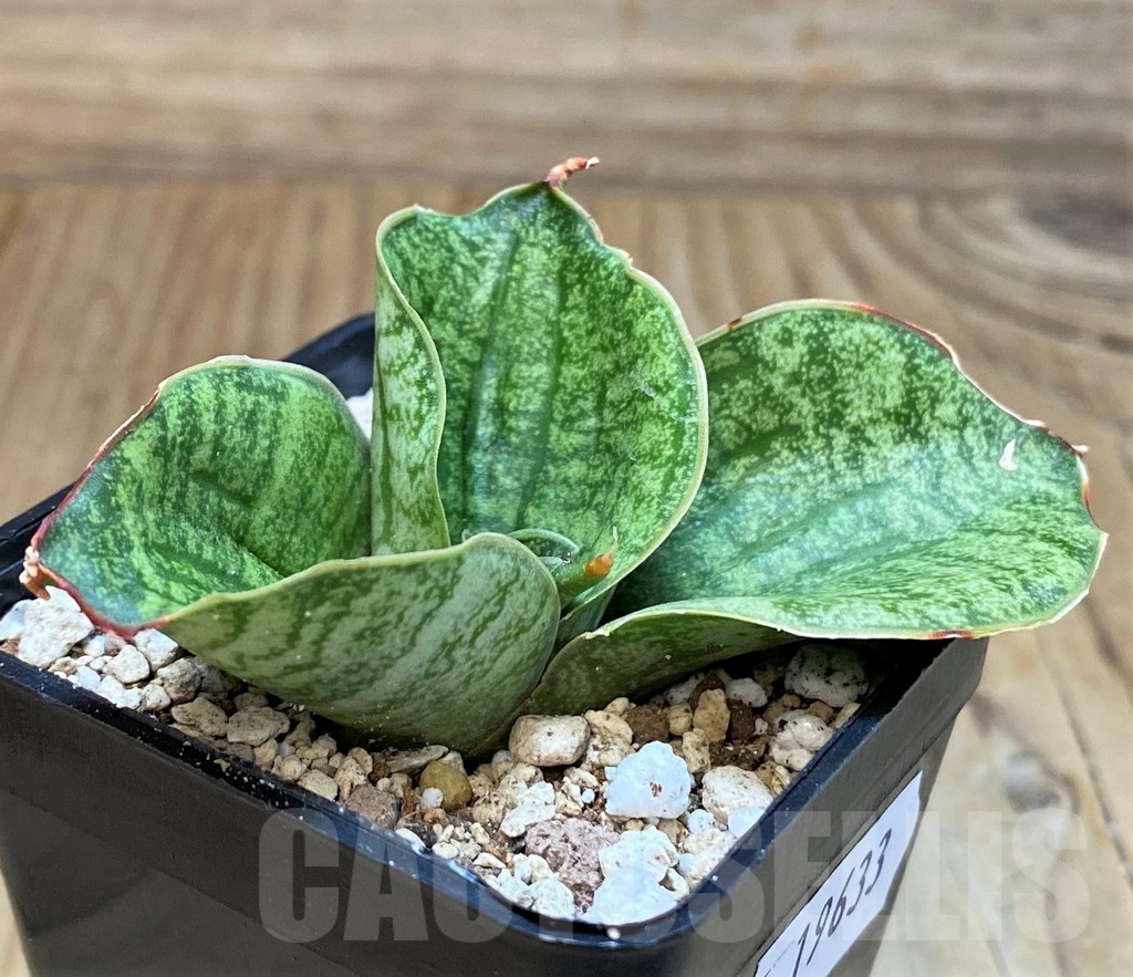 SH19633 Sansevieria 'Lion Heart' - Image 2