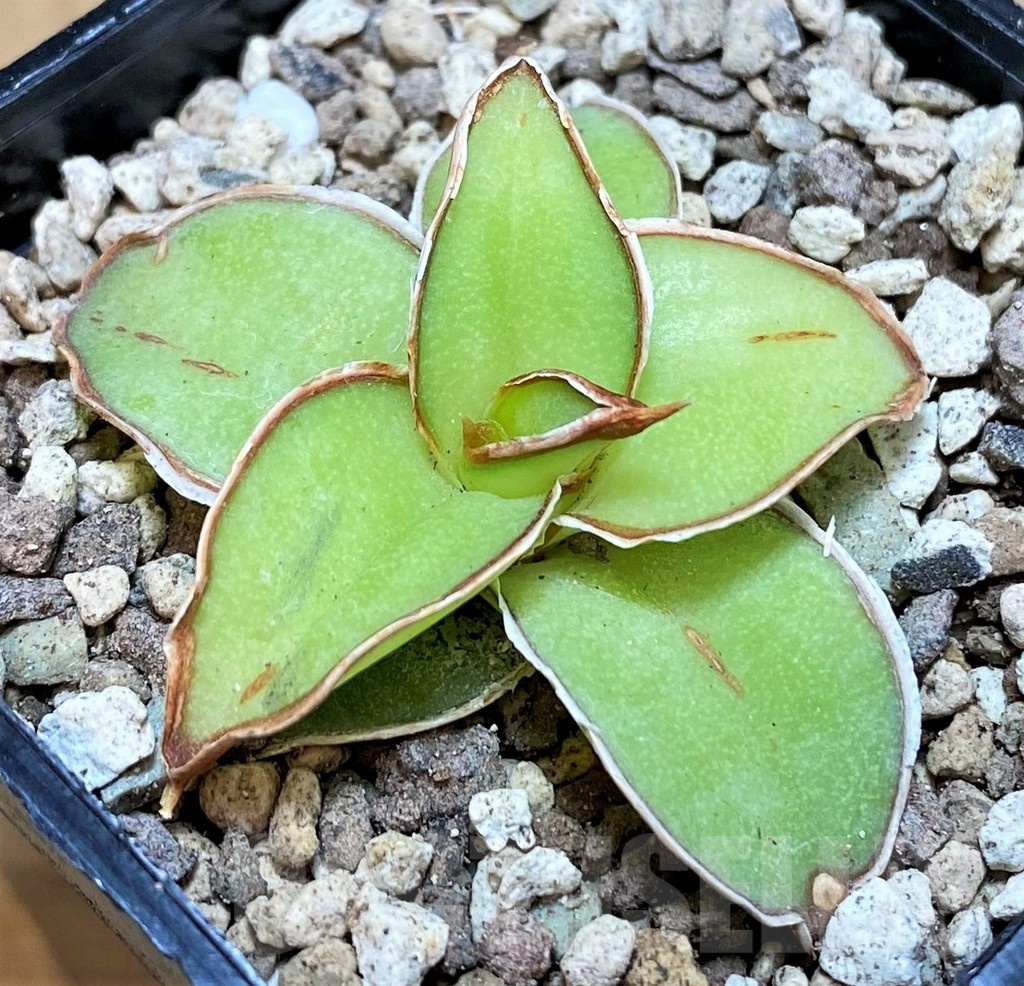 SH19637 Sansevieria 'Yellow Rose' hybrid - Image 2