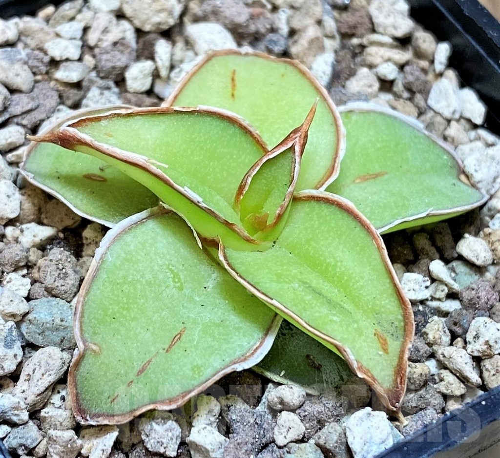 SH19637 Sansevieria 'Yellow Rose' hybrid