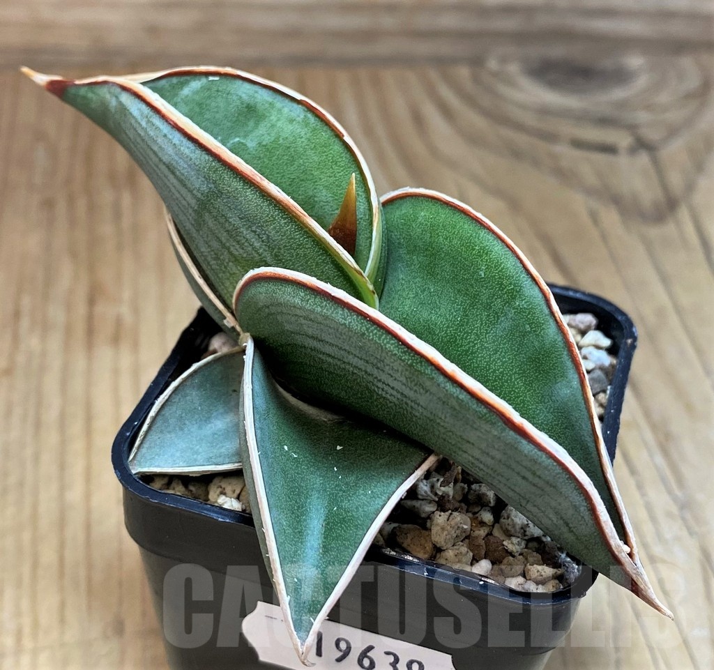 SH19639 Sansevieria ‘Rorida’ - Image 2