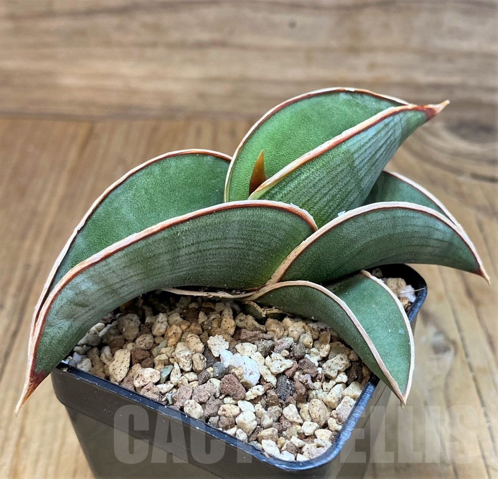 SH19639 Sansevieria ‘Rorida’