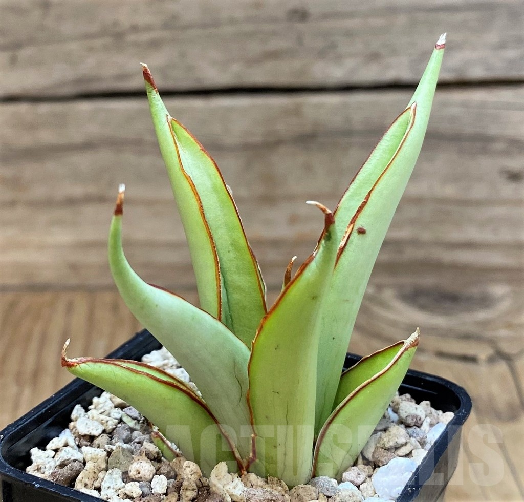SH19640 Sansevieria ‘Chao Phraya’