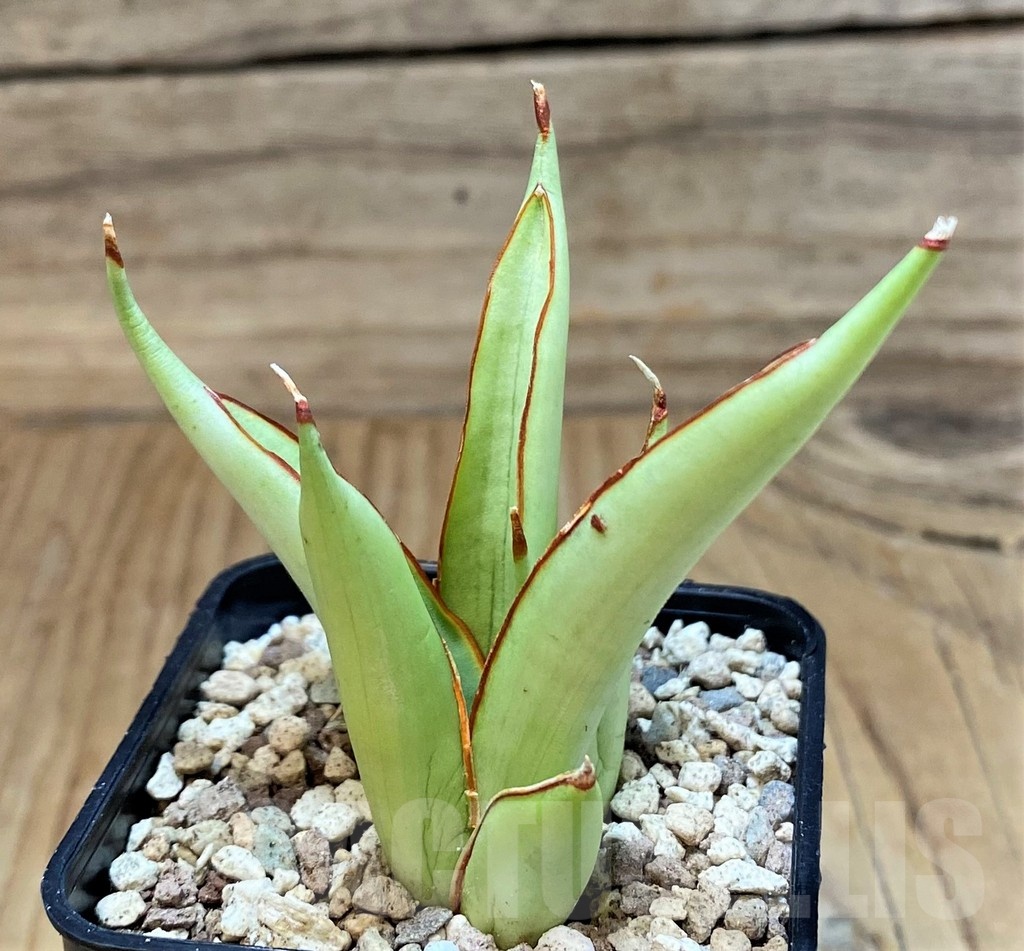 SH19640 Sansevieria ‘Chao Phraya’ - Image 2