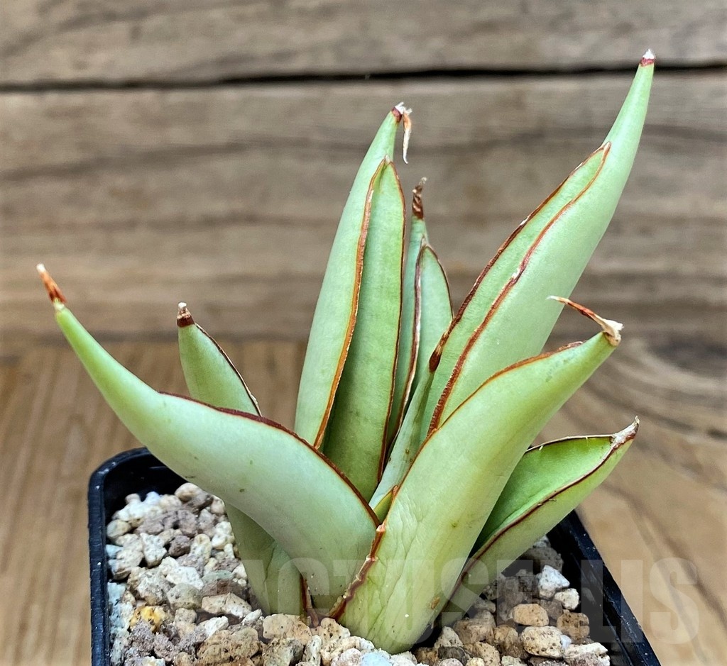 SH19641 Sansevieria ‘Chao Phraya’
