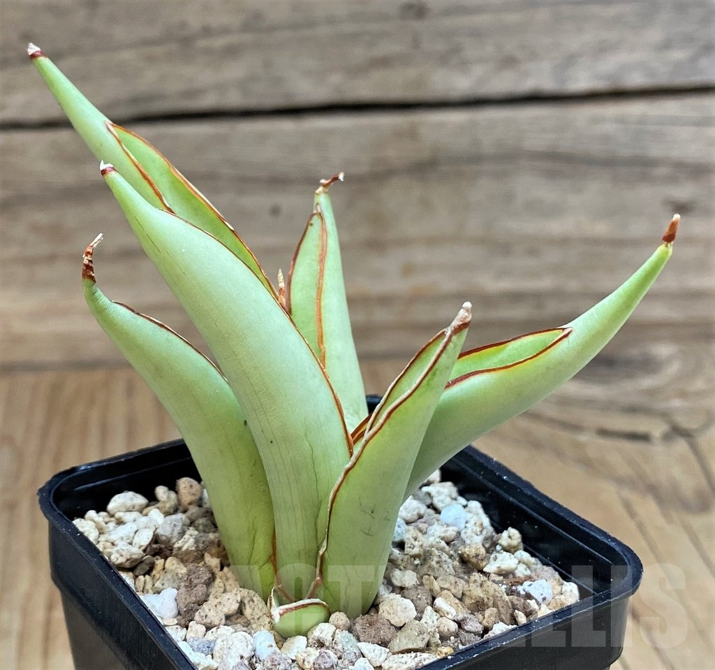 SH19641 Sansevieria ‘Chao Phraya’ - Imagen 2