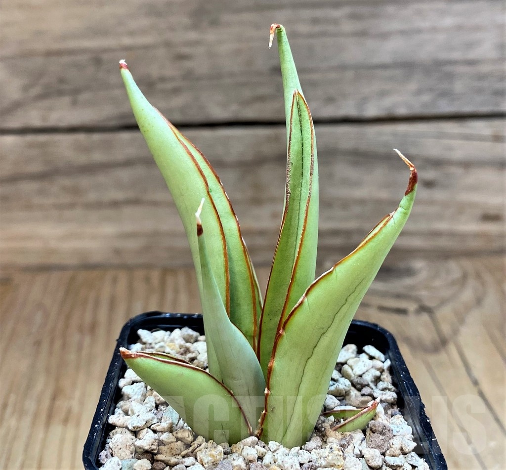 SH19642 Sansevieria ‘Chao Phraya’ - Imagen 3