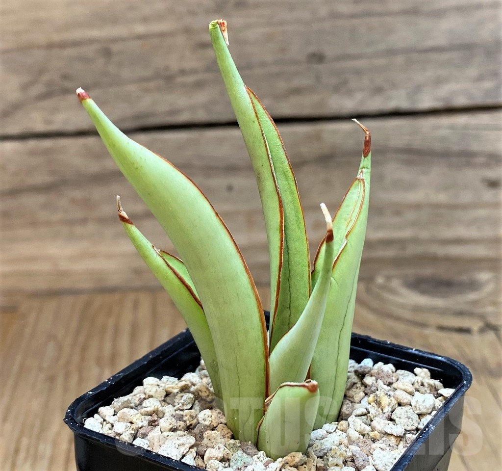 SH19642 Sansevieria ‘Chao Phraya’ - Imagen 2