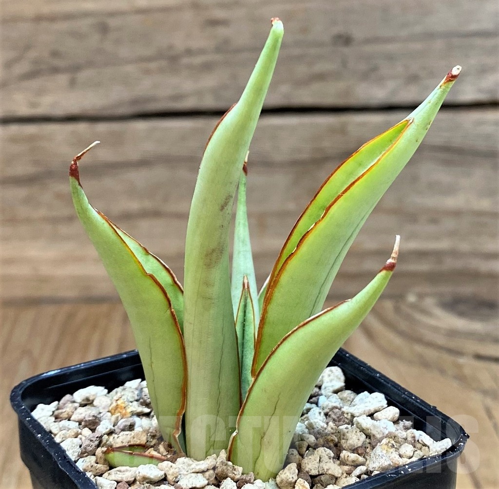 SH19642 Sansevieria ‘Chao Phraya’