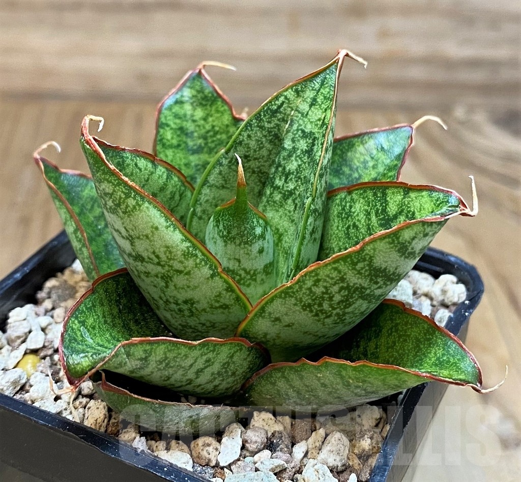 SH19643 Sansevieria ‘Snow Lotus'