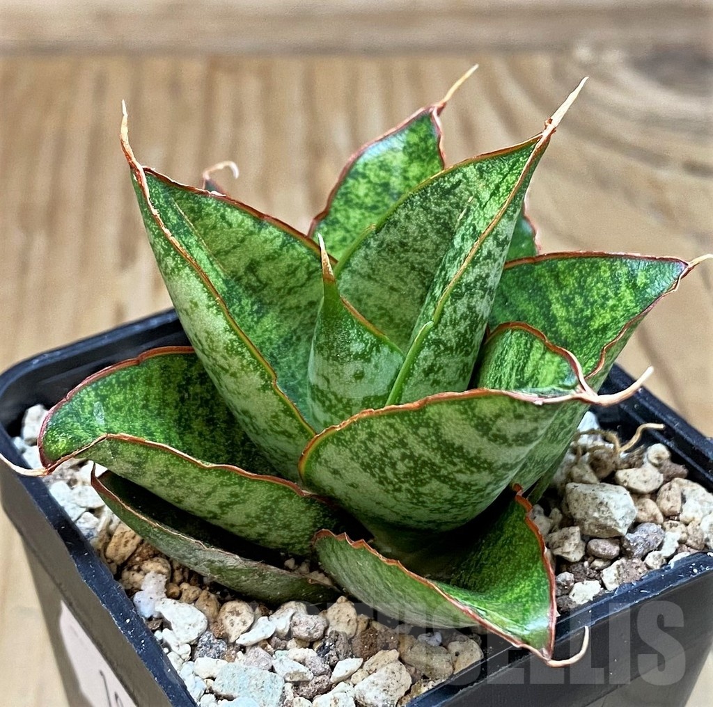 SH19643 Sansevieria ‘Snow Lotus' - immagine 2