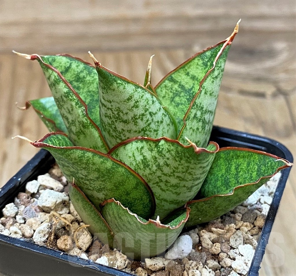 SH19643 Sansevieria ‘Snow Lotus' - immagine 3